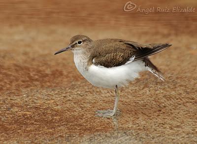 Andarríos chicos en Santoña...