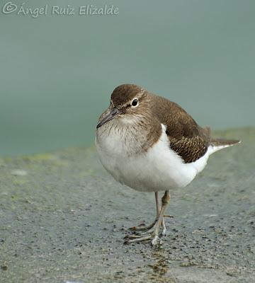 Andarríos chicos en Santoña...