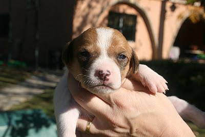 Cachorritos de 20 dias los llevan a la perrera!!!