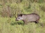tapir, desconocido jardinero bosques sudamericanos