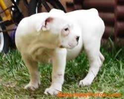 fotos Perros Dogo Guatemalteco 