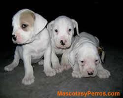 fotos Perros Dogo Guatemalteco 