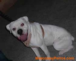 fotos Perros Dogo Guatemalteco 