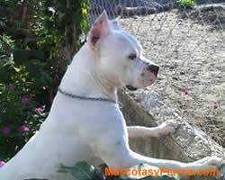 fotos Perros Dogo Guatemalteco 