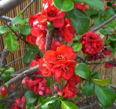 Membrillero cuidados