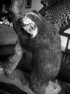 El oso frontino, tiene amigos en red para evitar su extinción