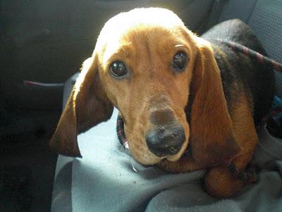 Patty, Basset Hound/ Sabueso, abandonada en un pueblo de cazadores (LOS BARRIOS, CADIZ)