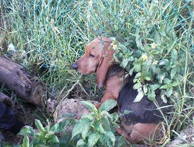 Patty, Basset Hound/ Sabueso, abandonada en un pueblo de cazadores (LOS BARRIOS, CADIZ)