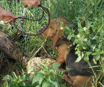 Patty, Basset Hound/ Sabueso, abandonada en un pueblo de cazadores (LOS BARRIOS, CADIZ)