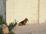 Patty, Basset Hound/ Sabueso, abandonada pueblo cazadores (LOS BARRIOS, CADIZ)