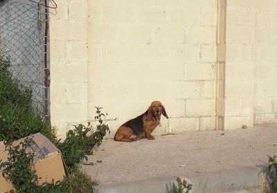 Patty, Basset Hound/ Sabueso, abandonada en un pueblo de cazadores (LOS BARRIOS, CADIZ)