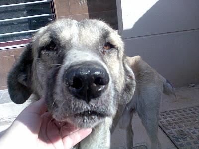 JODAR (JAEN) MASTIN,ABANDONADO EN LA CALLE,MUY DELGADO Y CON HERIDAS EN LAS PATAS.