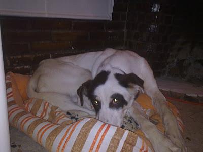 GRANADA- URGENTISIIIMO!!! NOS HAN DEVUELTO A BLANQUITO. AYUDADNOS.