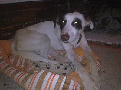 GRANADA- URGENTISIIIMO!!! NOS HAN DEVUELTO A BLANQUITO. AYUDADNOS.