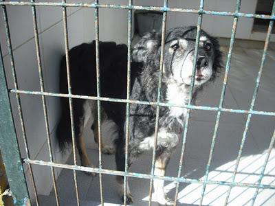 Tres viejitos y galga con sarna ¡los mas urgentes en perrera Jerez!