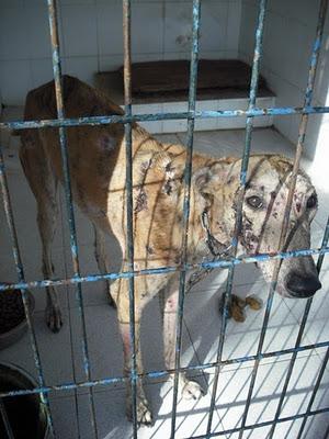 Tres viejitos y galga con sarna ¡los mas urgentes en perrera Jerez!