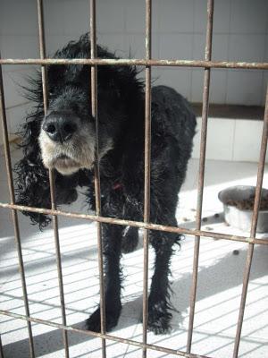 Tres viejitos y galga con sarna ¡los mas urgentes en perrera Jerez!