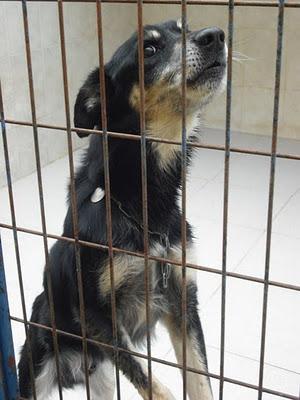 Tres viejitos y galga con sarna ¡los mas urgentes en perrera Jerez!