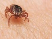 ¿Qué enfermedad Lyme?