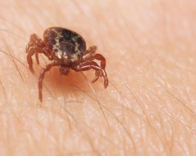 ¿Qué es la enfermedad de Lyme?