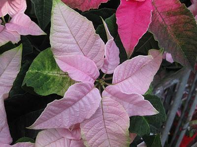 Consejos para comprar Flores de Pascua