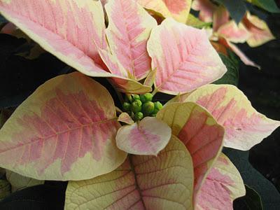 Consejos para comprar Flores de Pascua