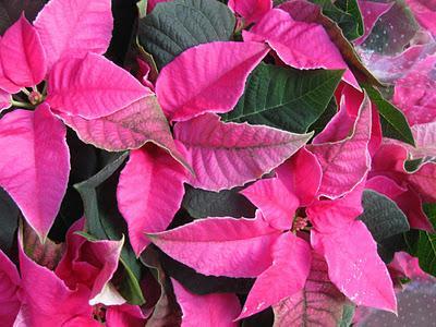 Consejos para comprar Flores de Pascua