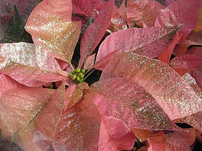 Consejos para comprar Flores de Pascua