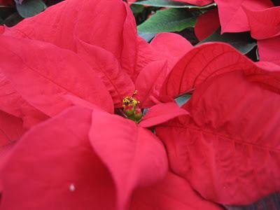 Consejos para comprar Flores de Pascua