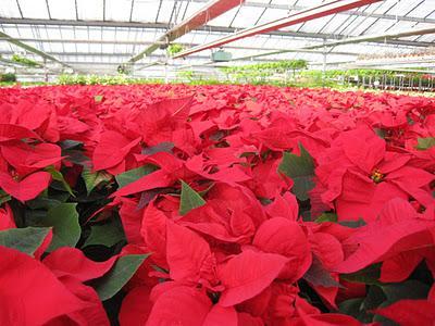 Consejos para comprar Flores de Pascua