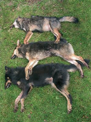 Hibridaciones de perros y lobos en la Península Ibérica