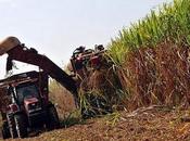 Cuba inaugurará 2012 primera planta bioeléctrica