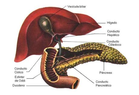 Desequilibrios hepáticos