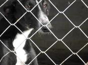 Galgo encontrado abandonado. Necesita urgente acogida adopción. (Zaragoza)