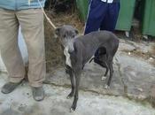 Venus, otra galguita vale, mismo perrera. (Badajoz).