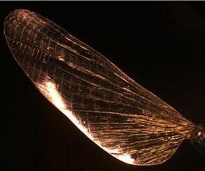 Wyss Institute Una réplica del ala de un insecto hecha con el nuevo material llamado Shrilk. ABC.es