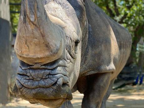 Fallece Pedro, en el Zoo de BCN, el rinoceronte blanco más viejo de Europa