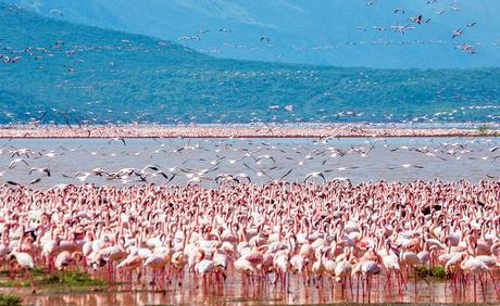 Miles de flamencos en el lago Nakuru
