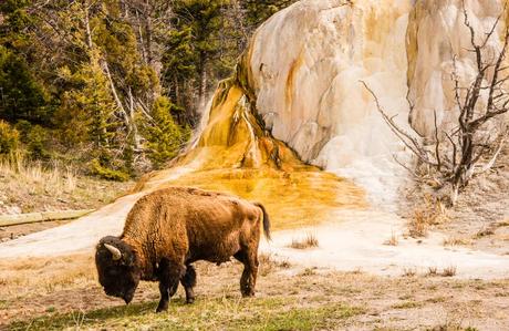 Parque Nacional Yellowstone en los Estados Unidos de América
