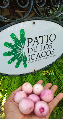 Icacos en Cartagena De Indias