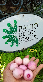 Icacos en Cartagena De Indias