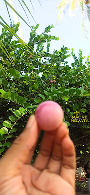 Icacos en Cartagena De Indias