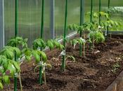 Invernaderos Jardín: Espacio para Crecer Todo