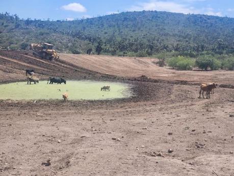 Bordos de Abrevadero impulsados por el Gobierno de la Capital benefician a 800 familias productoras.