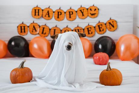¡Celebra Halloween con tus Mascotas con el Petween en SaborUSA!