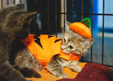 ¡Celebra Halloween con tus Mascotas con el Petween en SaborUSA!