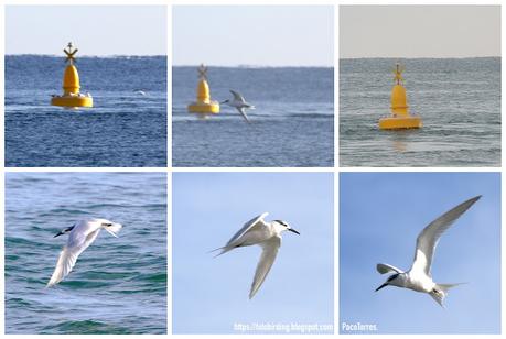 La boya amarilla del mar de Sant Adrià La boya amarilla del mar de Sant Adrià