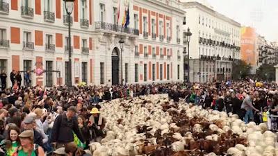 Un rebaño de 1.100 ovejas pastoreado por una mujer tomó Madrid en la XXX Fiesta de la Trashumancia.