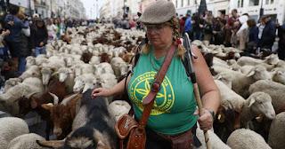 Un rebaño de 1.100 ovejas pastoreado por una mujer tomó Madrid en la XXX Fiesta de la Trashumancia.