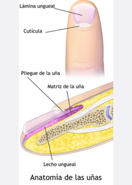 uñas secas quebradizas débiles estriadas argentina solución productos